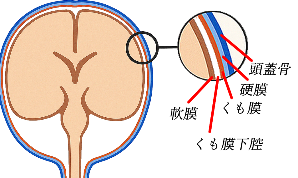 星野源が直面した生死の淵。くも膜下出血の真実と後遺症越えた今