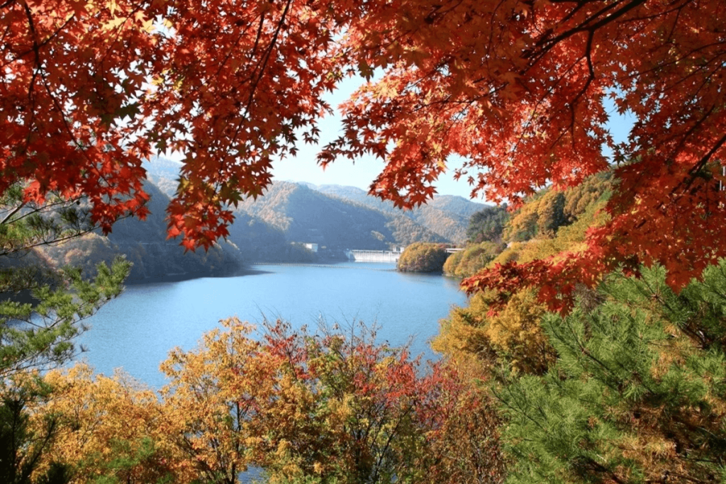 【2026年最新】1万本の深紅が湖面を染め上げる「もみじ湖」の秋——混雑を回避し絶景を独占する完全ガイド