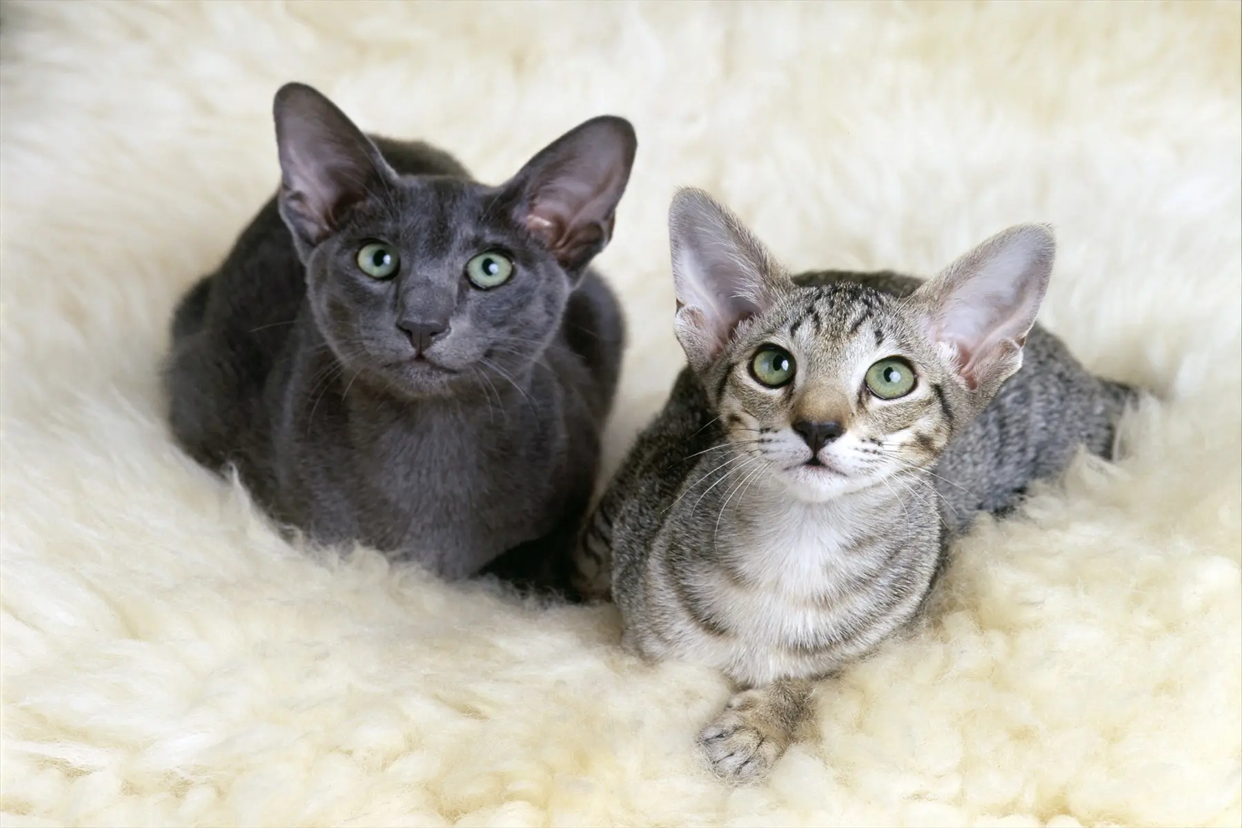 オリエンタルショートヘアは飼いにくい？性格と値段・シャムとの違い