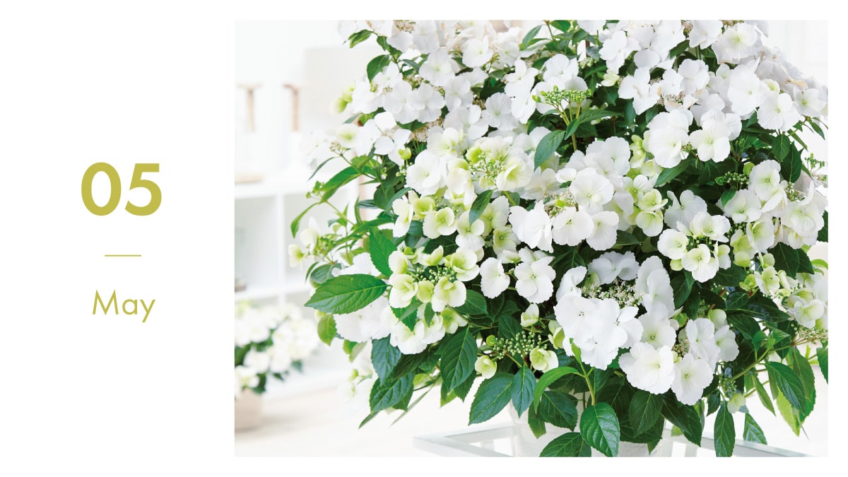5月に植える花決定版！秋まで咲き続ける人気品種と失敗しない栽培術