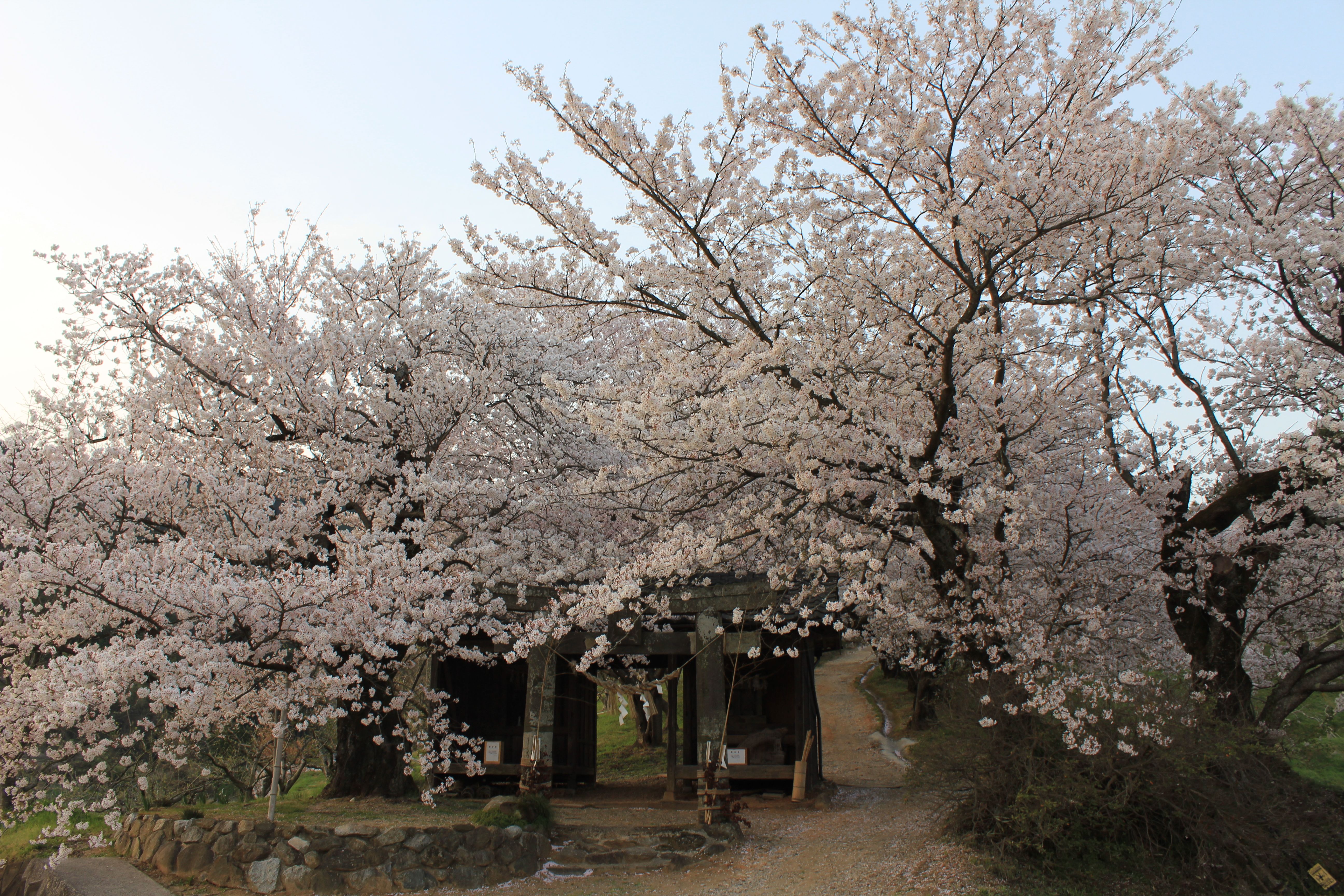 2026年春、静かなる絶景が世界を魅了。黄昏の空に浮かぶ「夕月桜」の衝撃