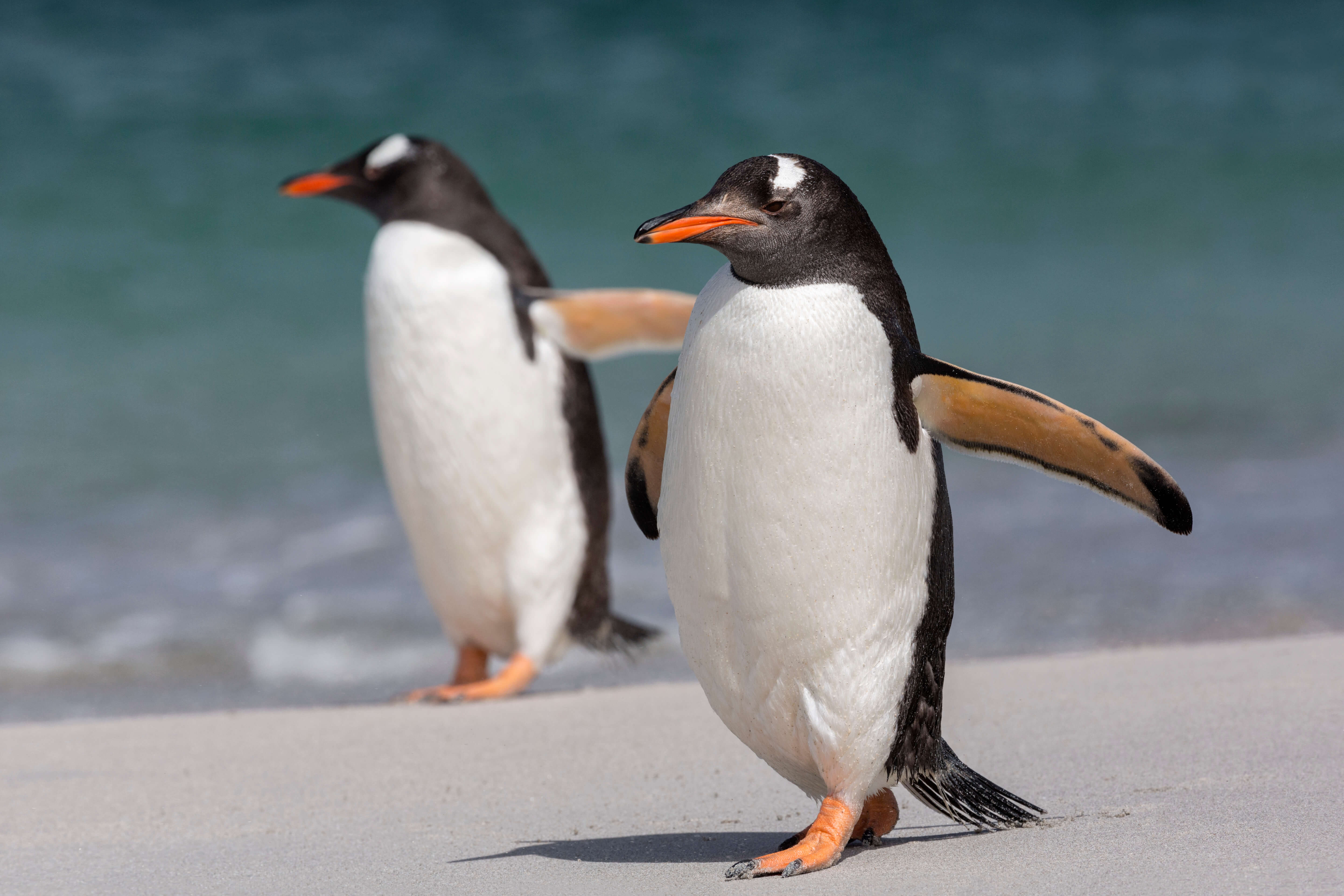 【現地ルポ】一杯の珈琲が街の未来を変える。「ペンギン コーヒー ロース タリー」が辿り着いた自家焙煎の最適解と2026年のコーヒー革命