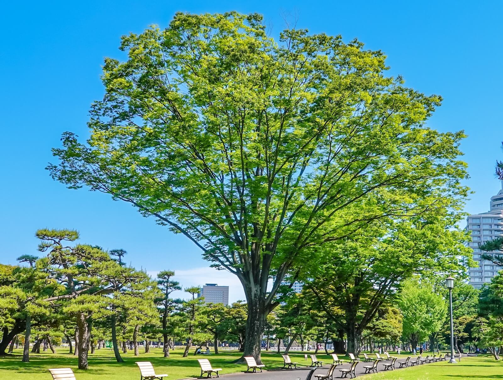 成田の秘境「木の根ふれあいの森」現地取材で明かされる隠された魅力