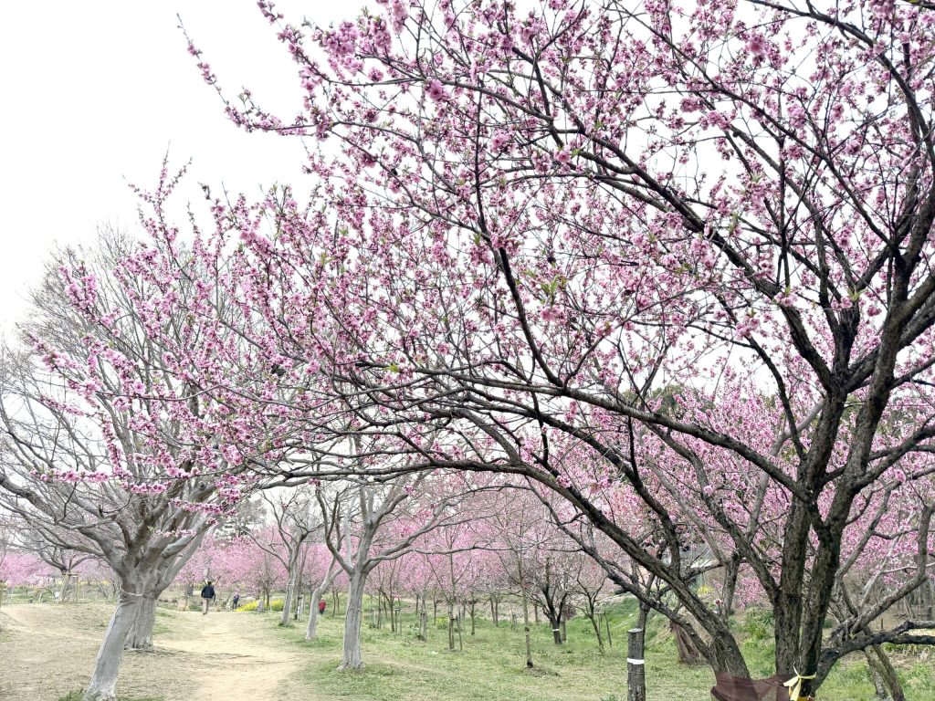 古河桃まつり2026開花状況と見頃速報！混雑回避と駐車場攻略