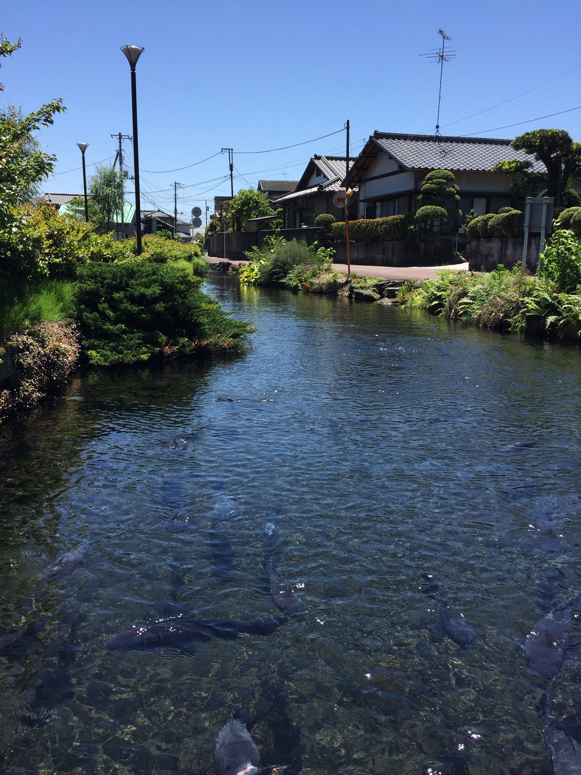 泉の郷湧水公園の水遊び・駐車場ガイド！穴場と混雑【2026最新】