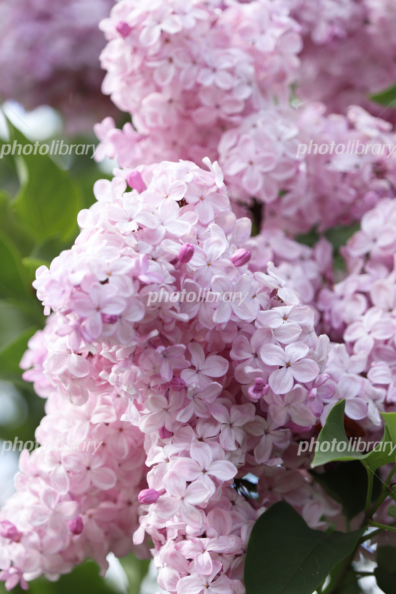 リラの花とライラックの違いに衝撃！実は怖い花言葉の真相と見頃を徹底解説
