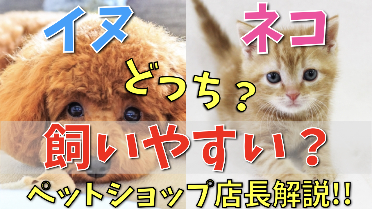 犬と猫どっちが飼いやすい？一人暮らし・共働きの費用と手間を比較