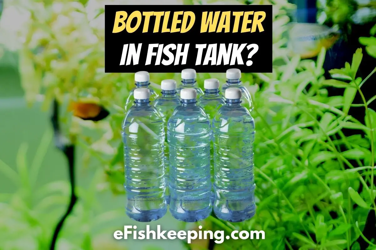 Can You Use Bottled Water for a Fish Tank