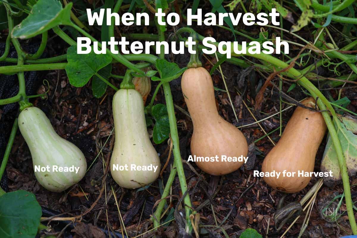 How to Know When Butternut Squash Is Ready to Pick