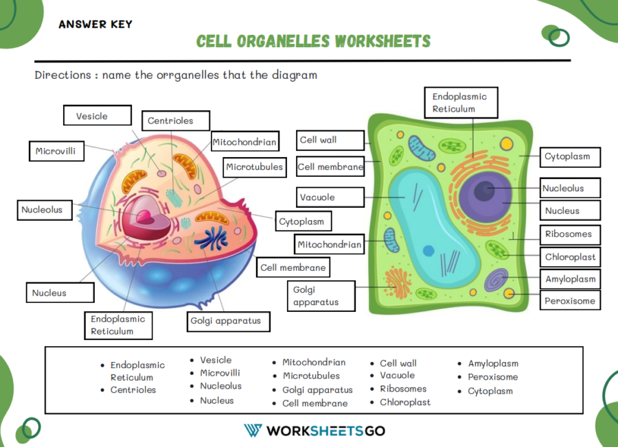 Organelles in Eukaryotic Cells Answer Key