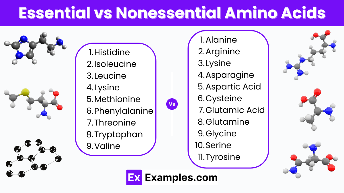 Essential and Nonessential Amino Acids