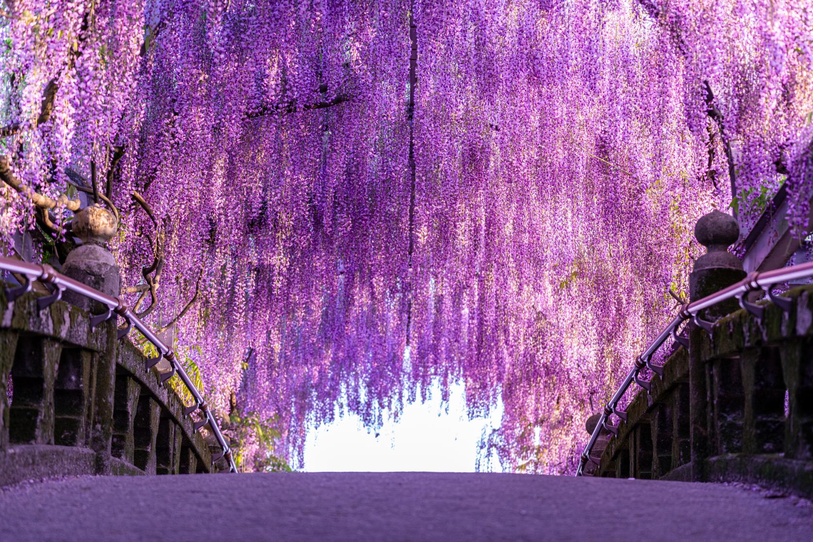 【2026】福岡の藤の花見頃と名所攻略！河内藤園の予約真相と混雑回避