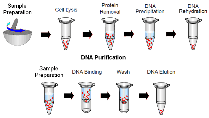 Gene Isolation Techniques