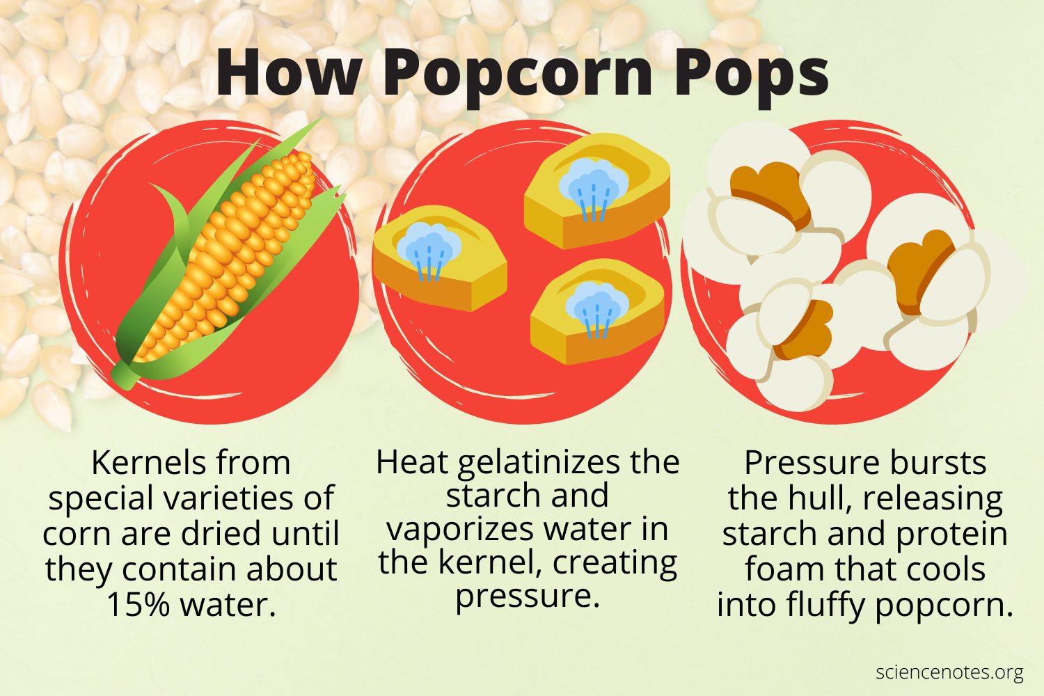 Is Popcorn Made from Corn