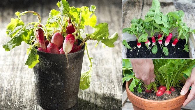 When Can I Plant Radishes