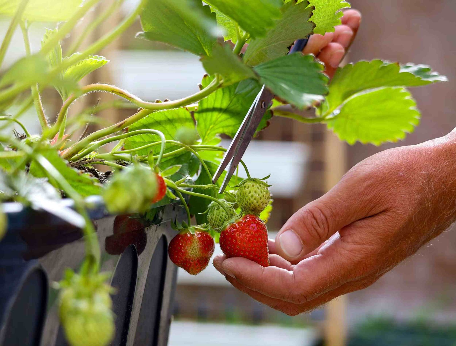 How Do You Ripen Picked Strawberries