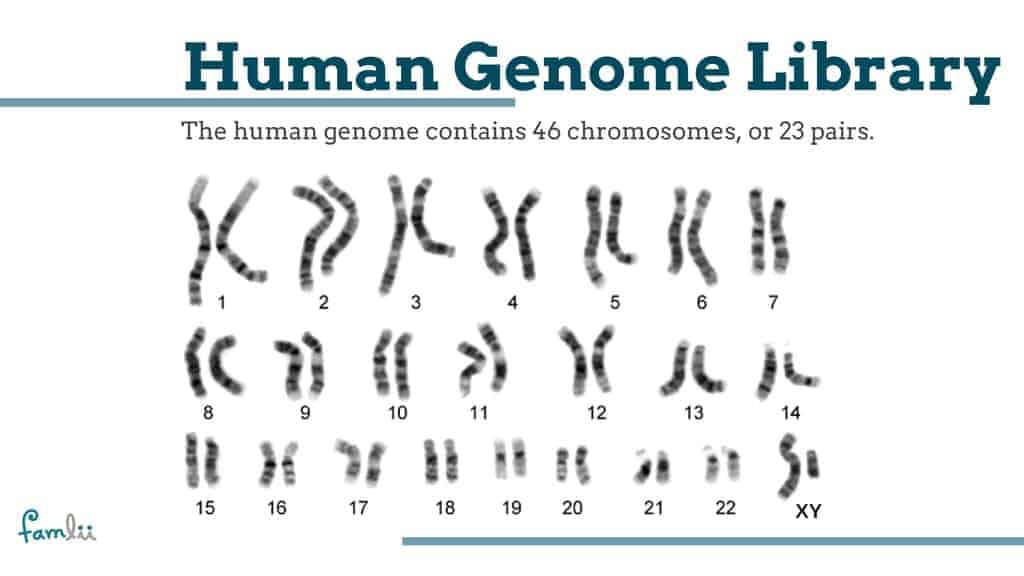 Approximately How Many Genes Does a Human Have