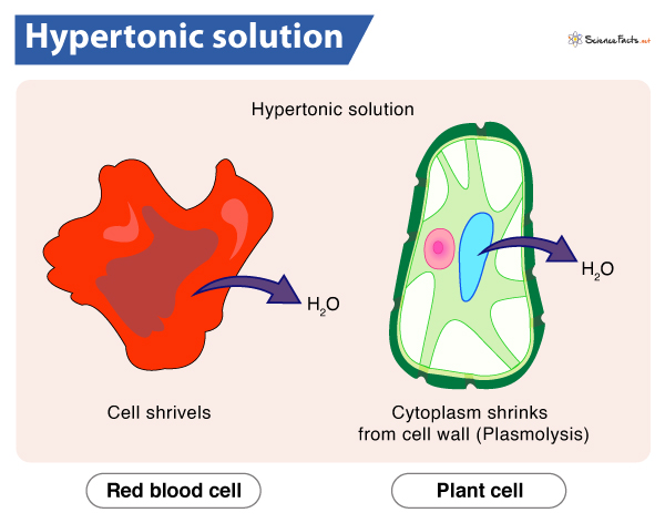 Cells Placed in a Hypertonic Solution Will