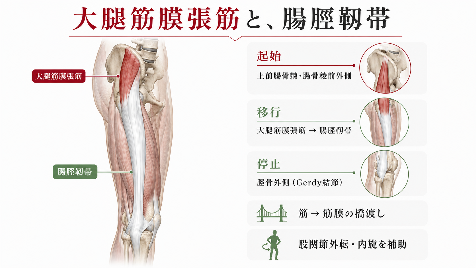 大腿筋膜張筋の作用と痛みの真相｜膝と股関節を守る最新ほぐし方