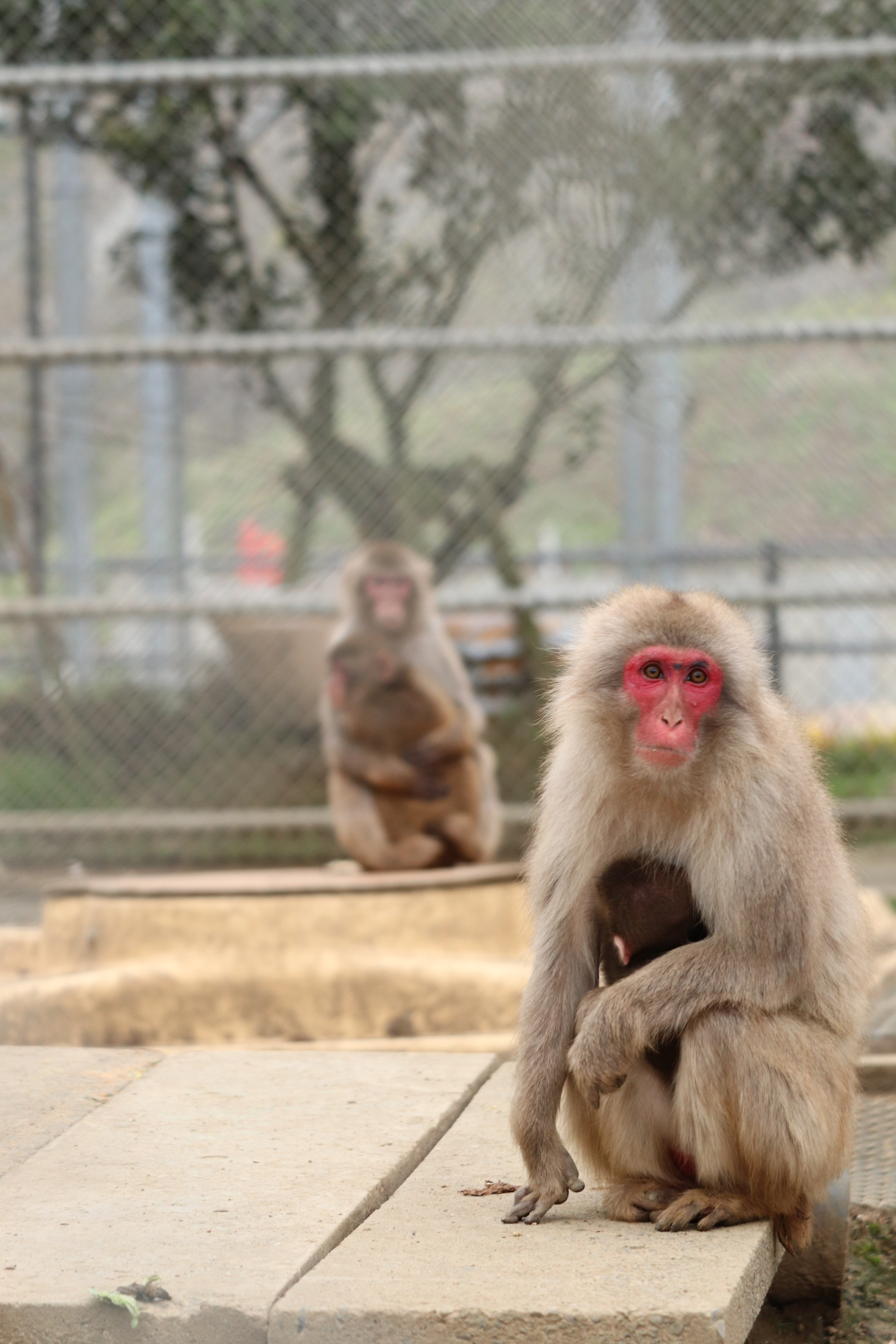 高宕山自然動物園の現在は？閉園の噂の真相とニホンザルの魅力を徹底解説