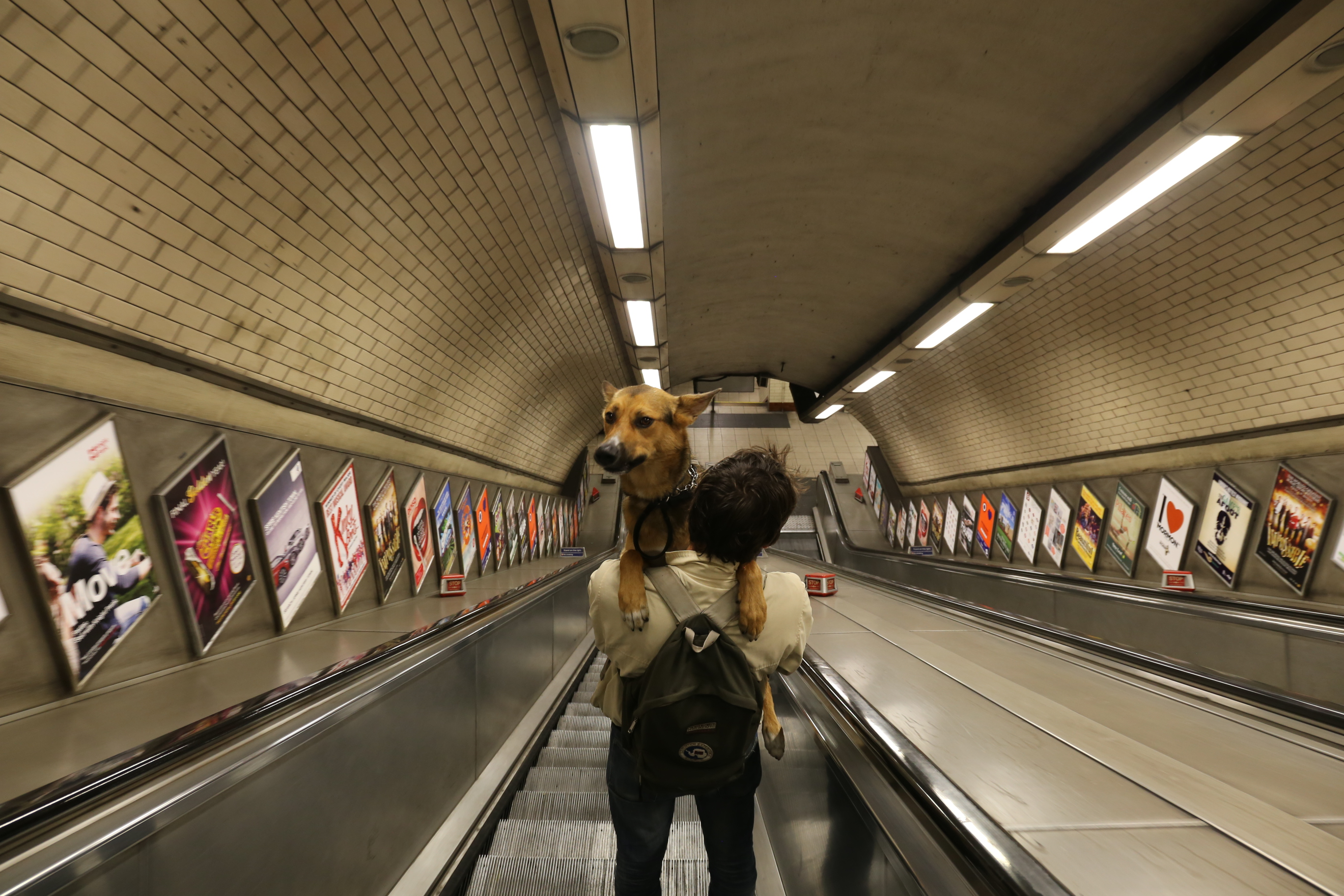Are Dogs Allowed on the London Underground