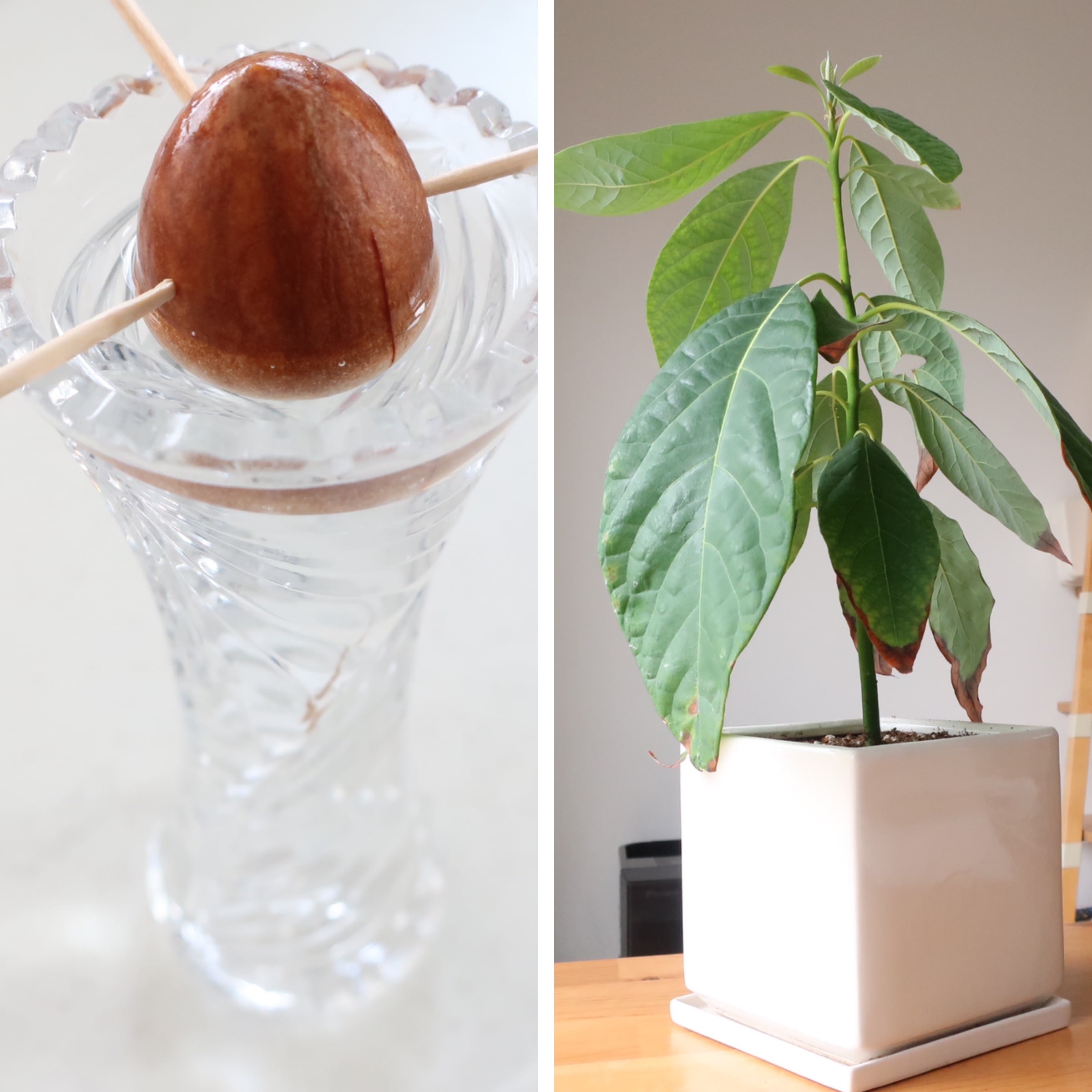 アボカドを種から育てる失敗ゼロ手順！発芽しない理由と観葉植物化
