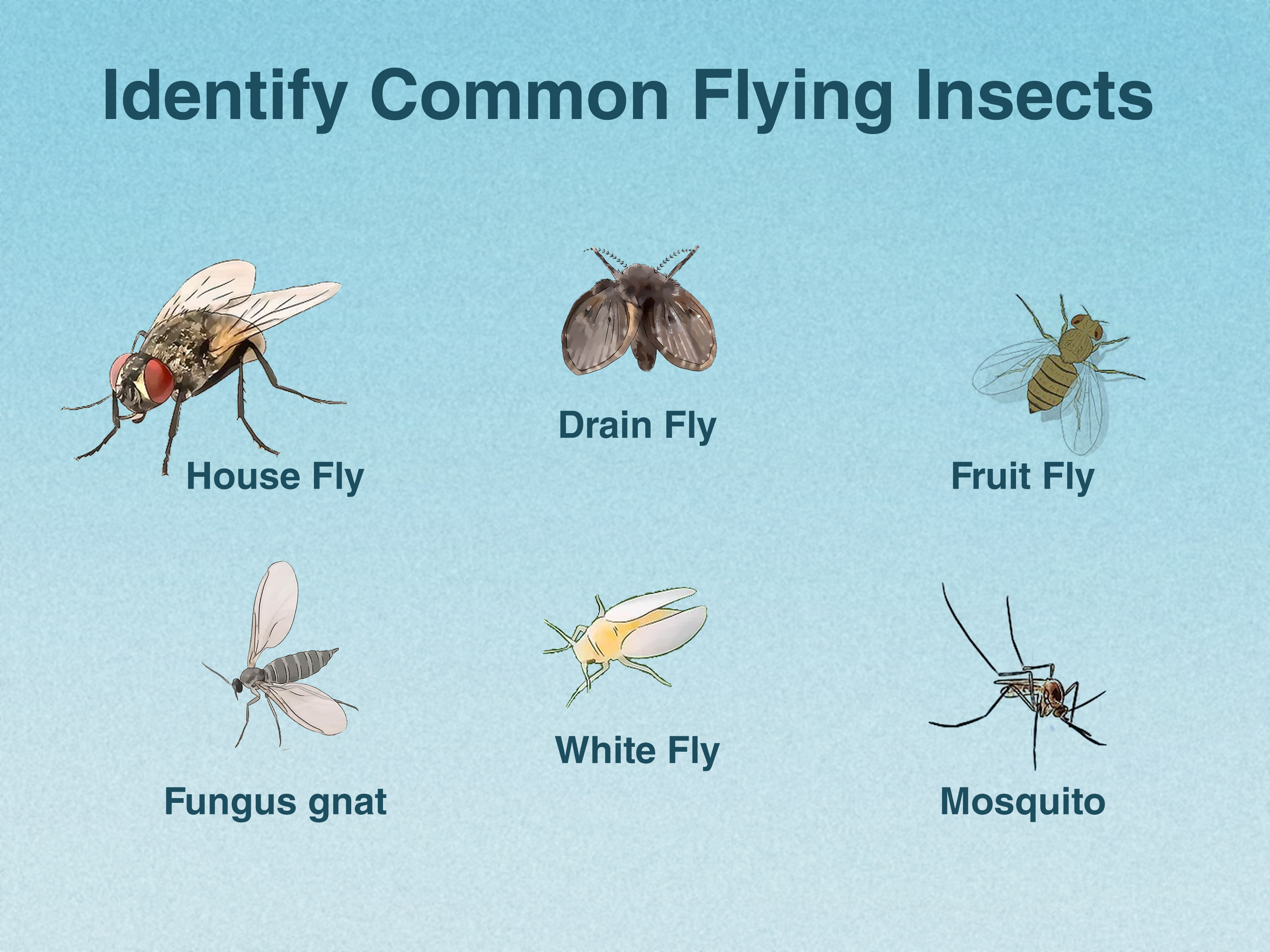 Small Flying Bug in House