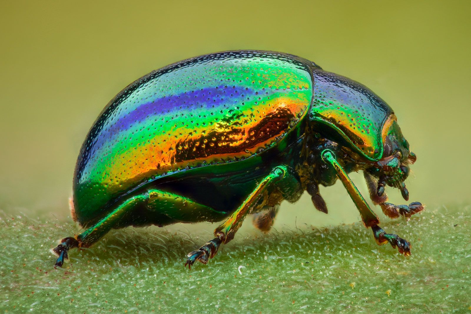 What Are Beetle Bugs