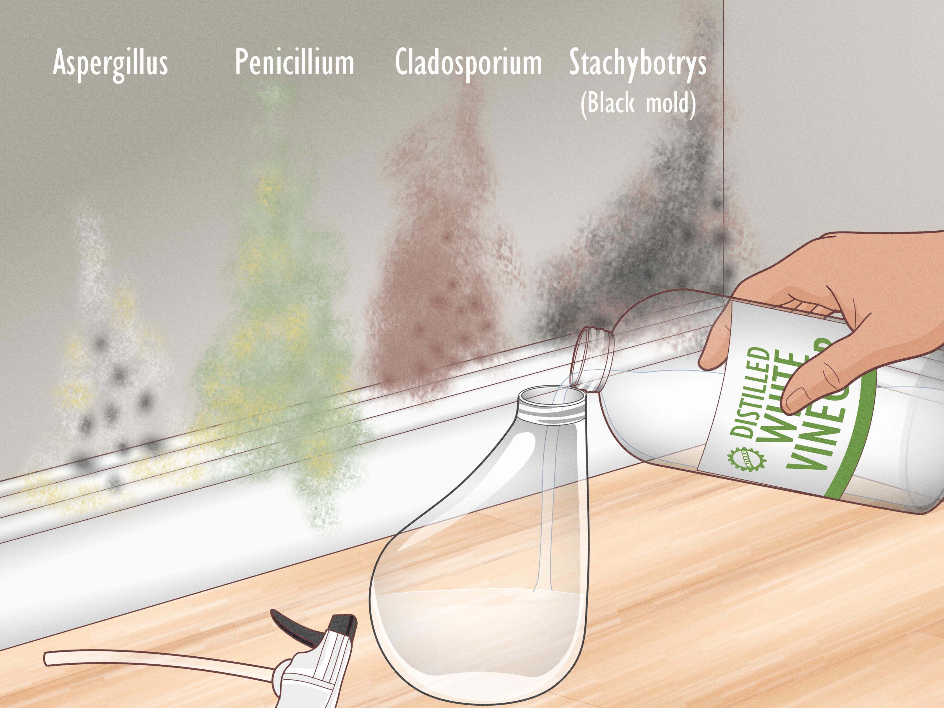Will Vinegar Kill Mold Spores
