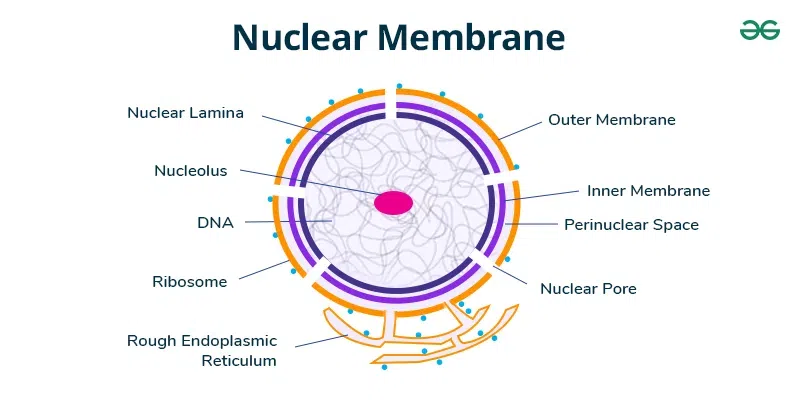 Functions of Nuclear Membrane