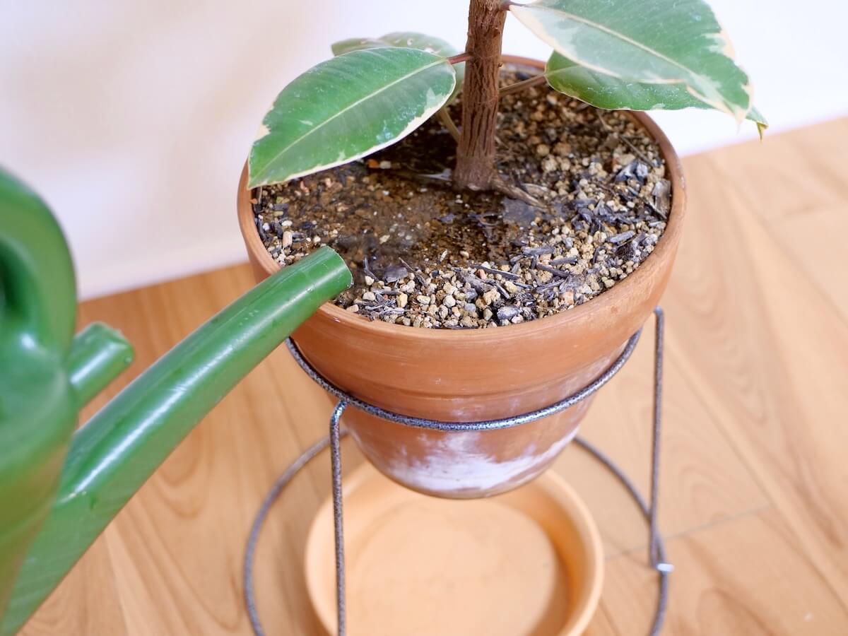 観葉植物の水やり完全ガイド｜枯らす原因の9割を防ぐプロの黄金ルール