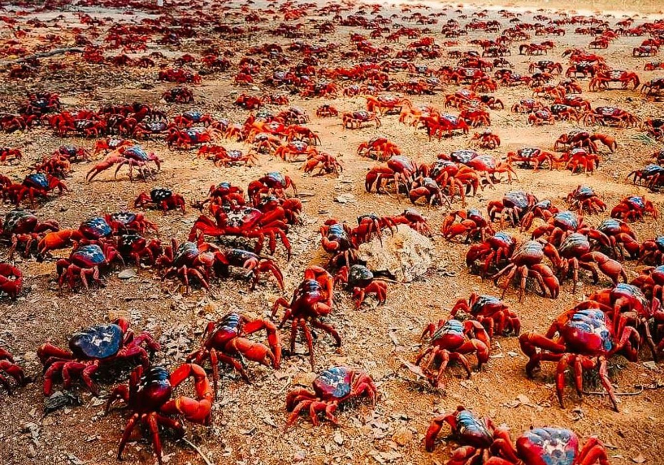 Australia Red Crab Migration