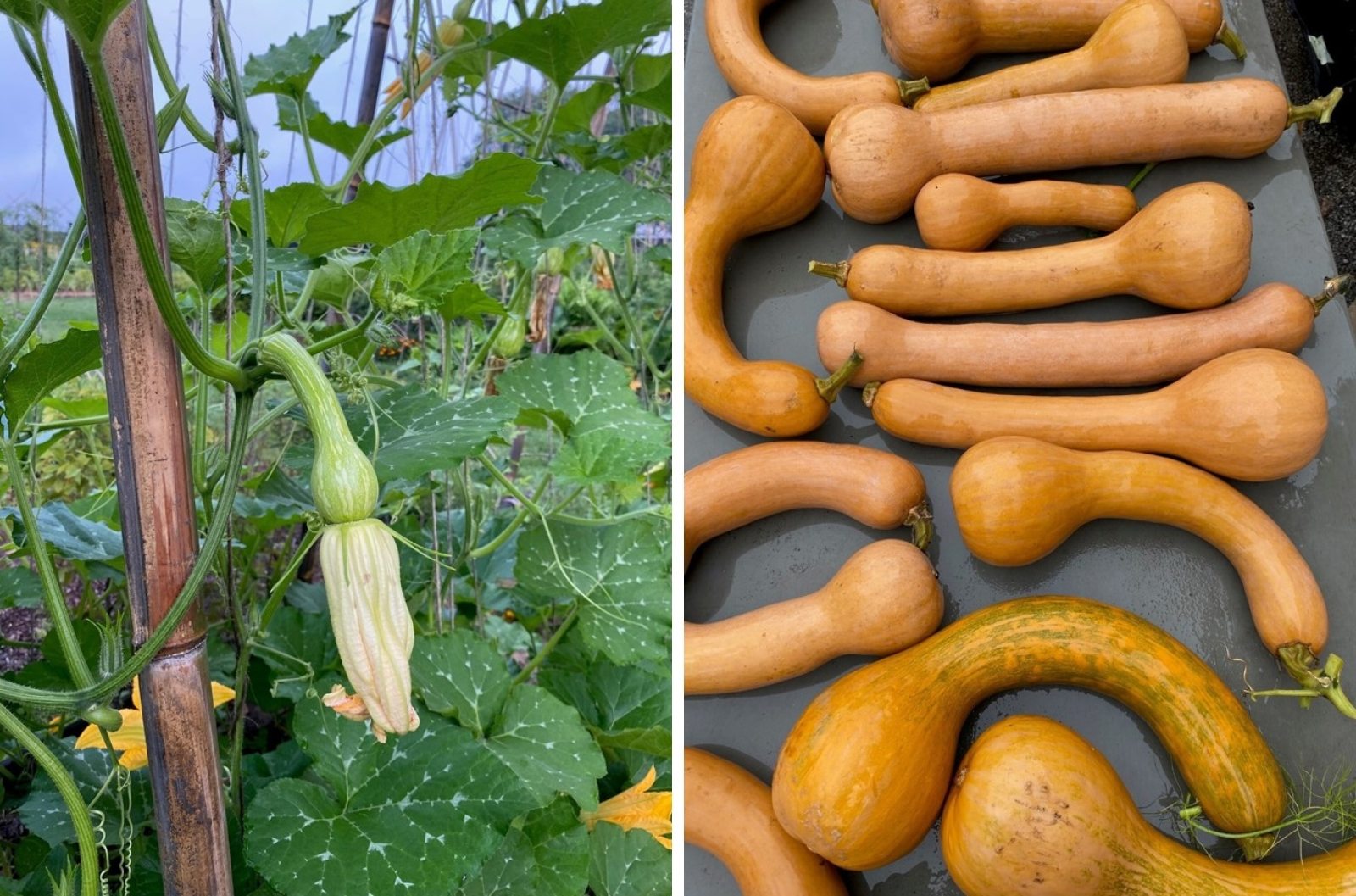 Is Squash Still in Season