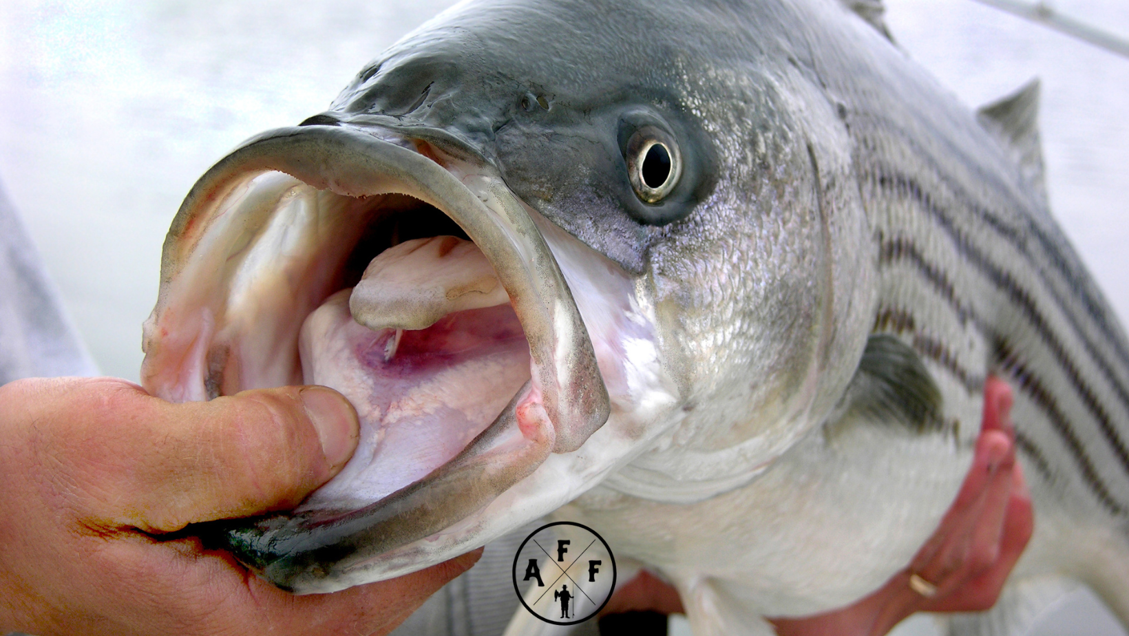 Are Stripers Good to Eat