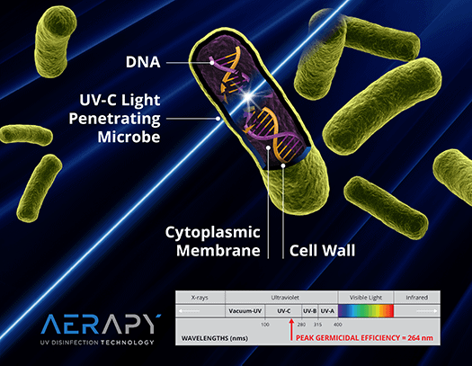 Does Uv Light Kill Bacteria