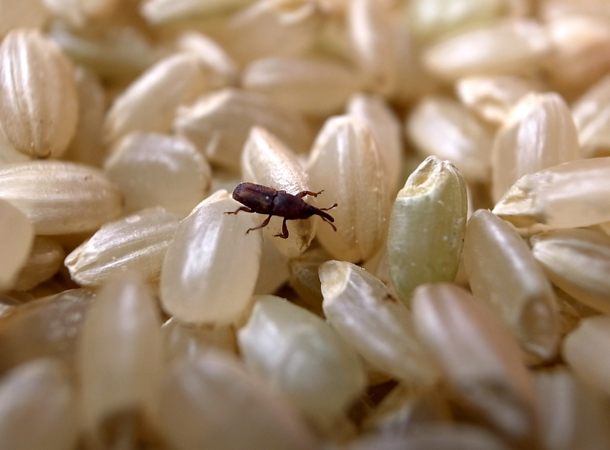 米につく虫は食べても大丈夫？発生理由と駆除・最新の冷蔵庫保存術