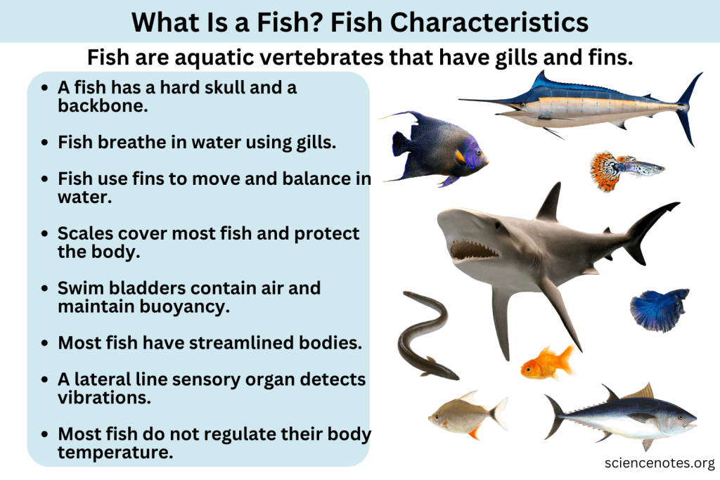 What Constitutes a Fish