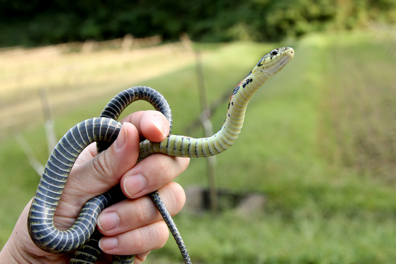 ヤマカガシに噛まれたら命の危機？毒性の真実と正しい応急処置