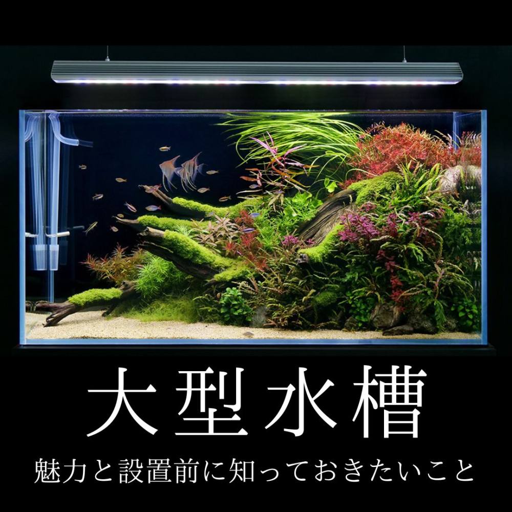 水槽の周りで嫌なコバエが飛ぶ？熱帯魚を死なせない安全駆除法