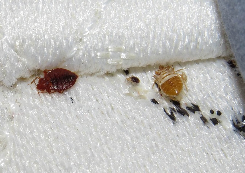 Pictures of Bed Bug Shells