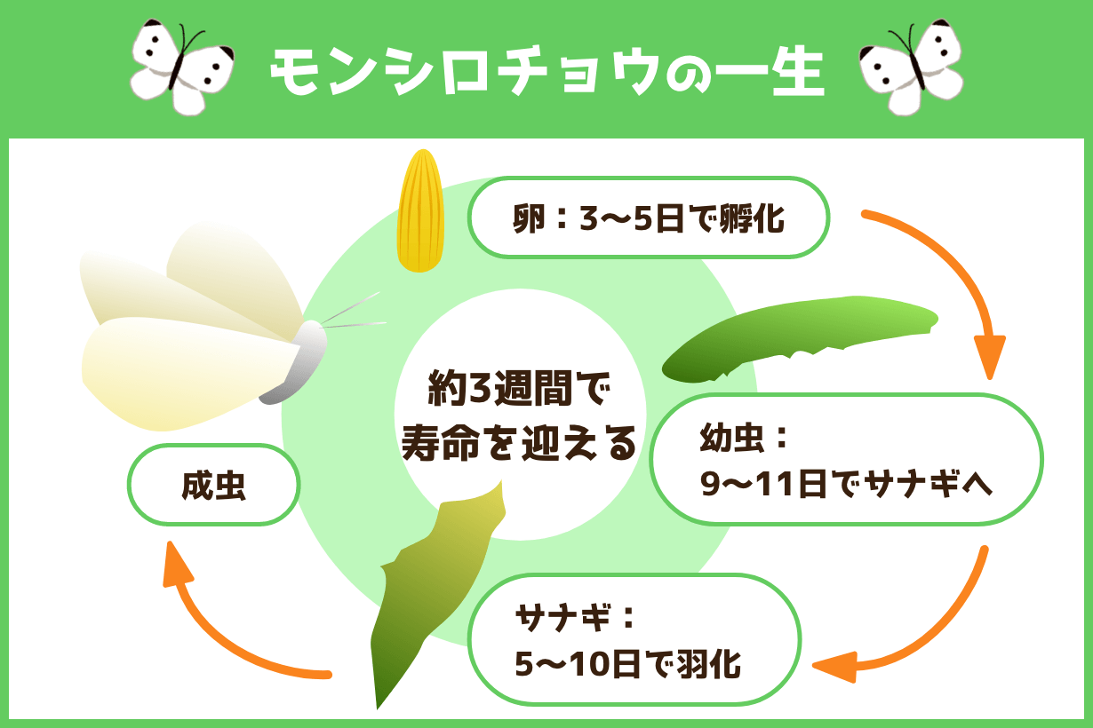 モンシロチョウの育て方完全ガイド！死なせない飼育と羽化の秘訣