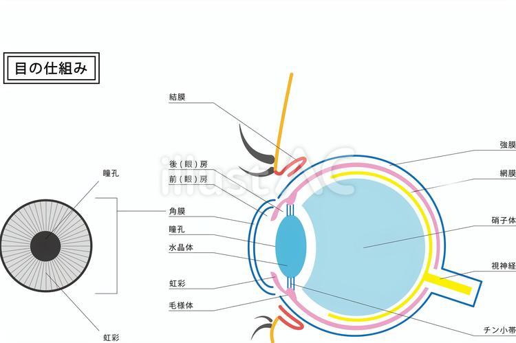 【徹底調査】 目の下 の たるみ を 取る 方法 ためして ガッテン 最新出演情報まとめ #638