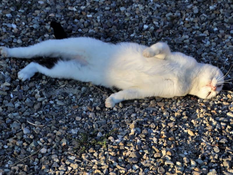 What Do You Do If You Find a Dead Cat