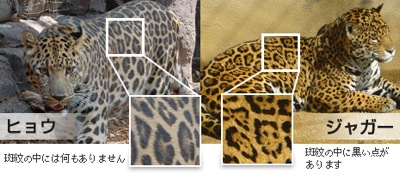 ヒョウとジャガーの違いはどこ？一目で見分ける3つの特徴と衝撃の真実