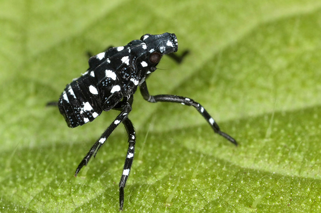 Small Black Bug with White Spots