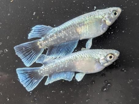 【2026年最新】ベランダの高級メダカが消える？都会の死角から襲う「新・天敵」の正体と最強の防衛策