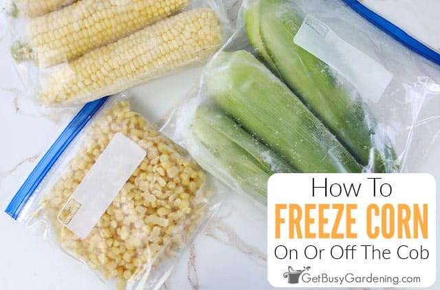 Freezing Whole Corn on the Cob