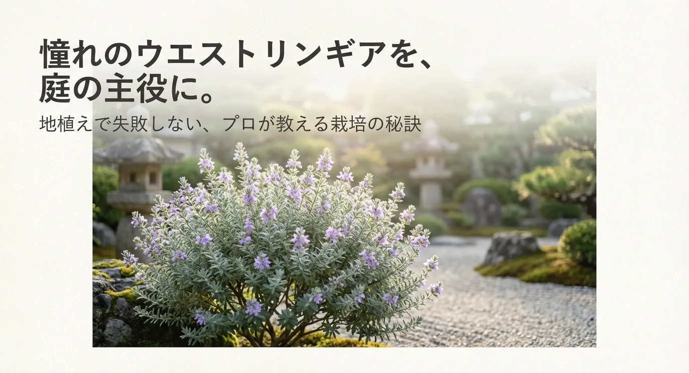 ウエストリンギア地植えの失敗原因と後悔しない育て方全真相