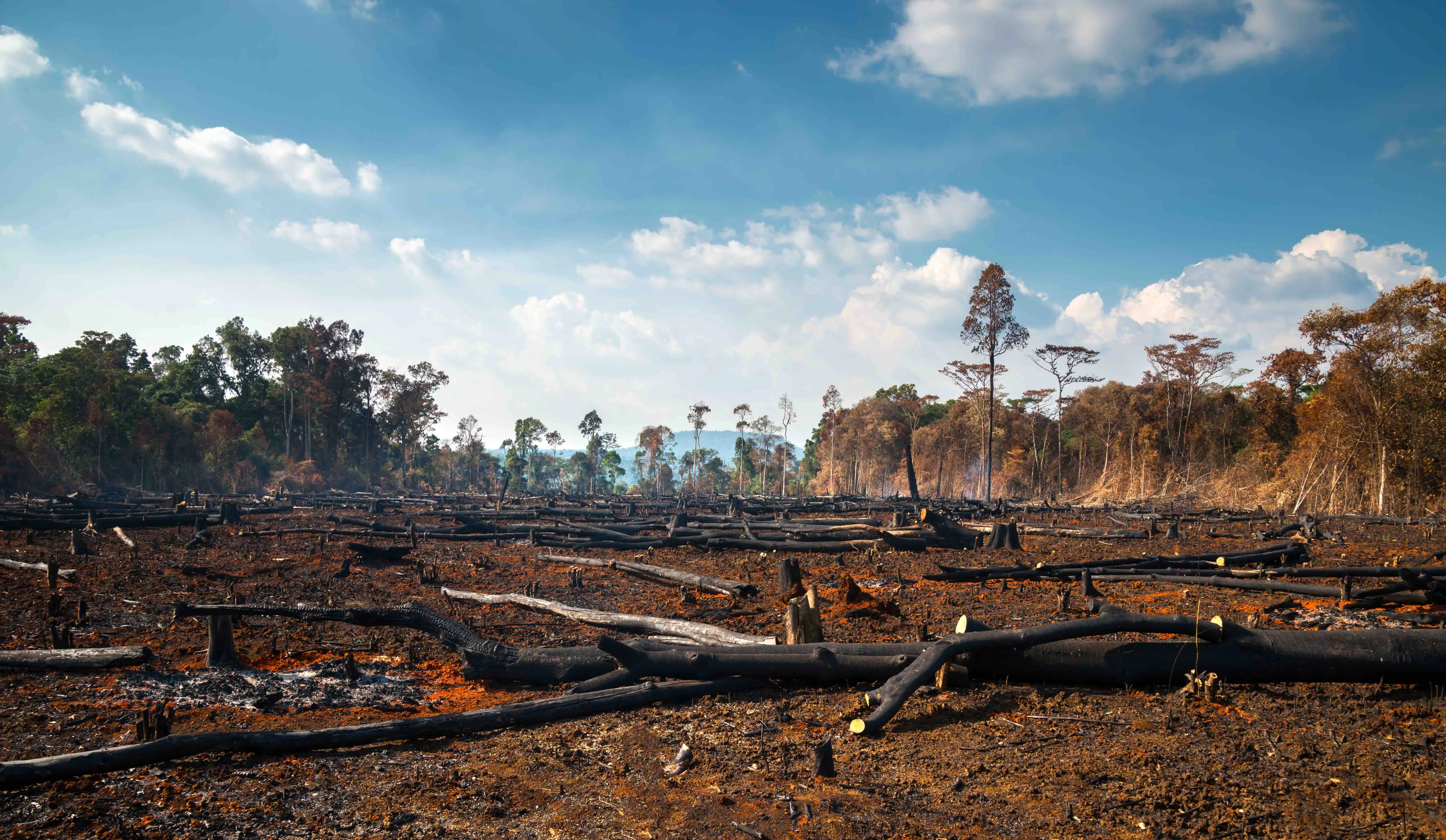 What Is the Cause of Deforestation in the Amazon Rainforest