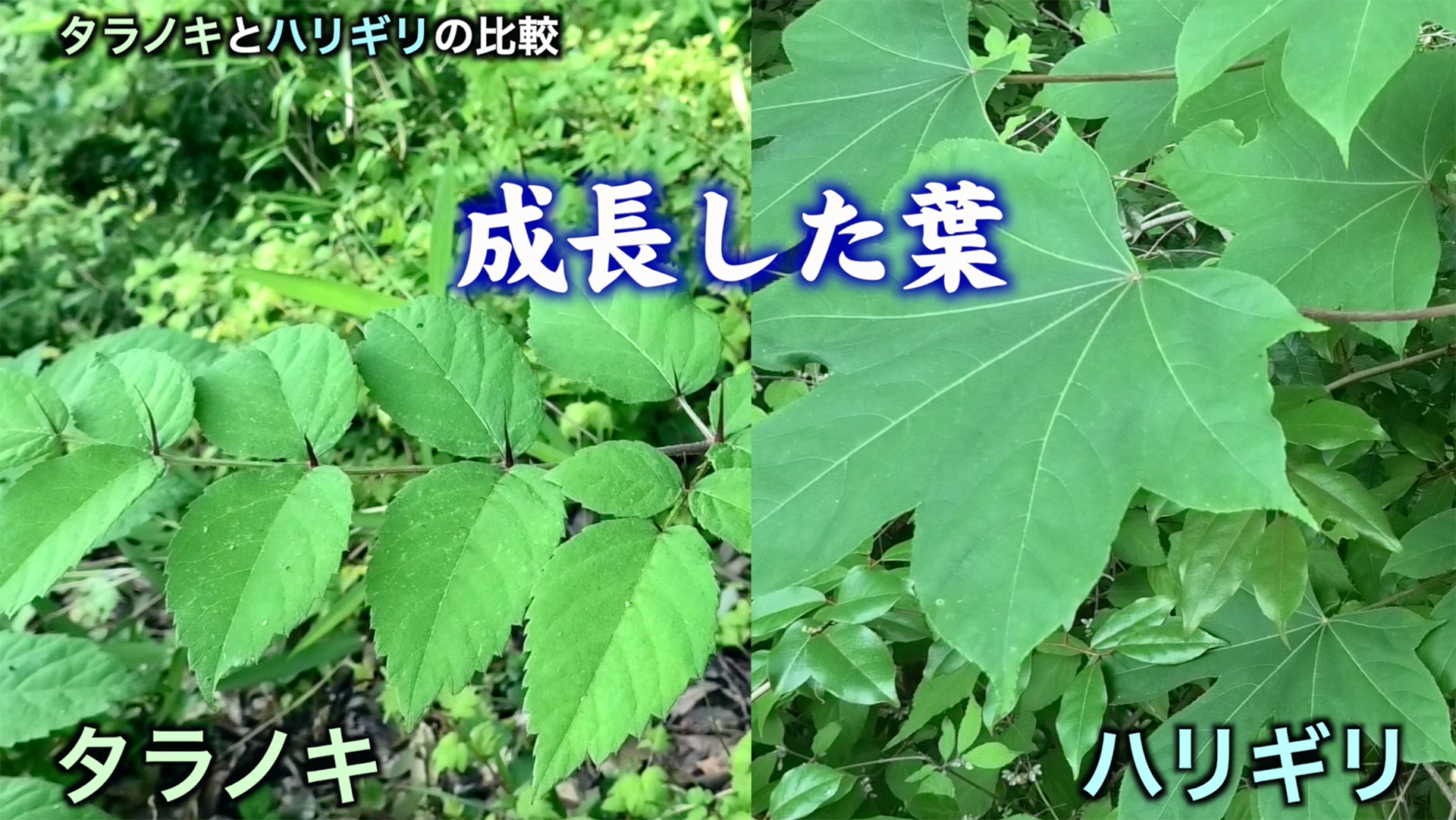 タラの木の見分け方決定版！ウルシ誤食を防ぐ決定打と特徴【2026】